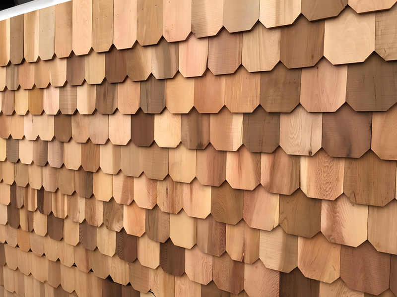 Red Cedar musculo
